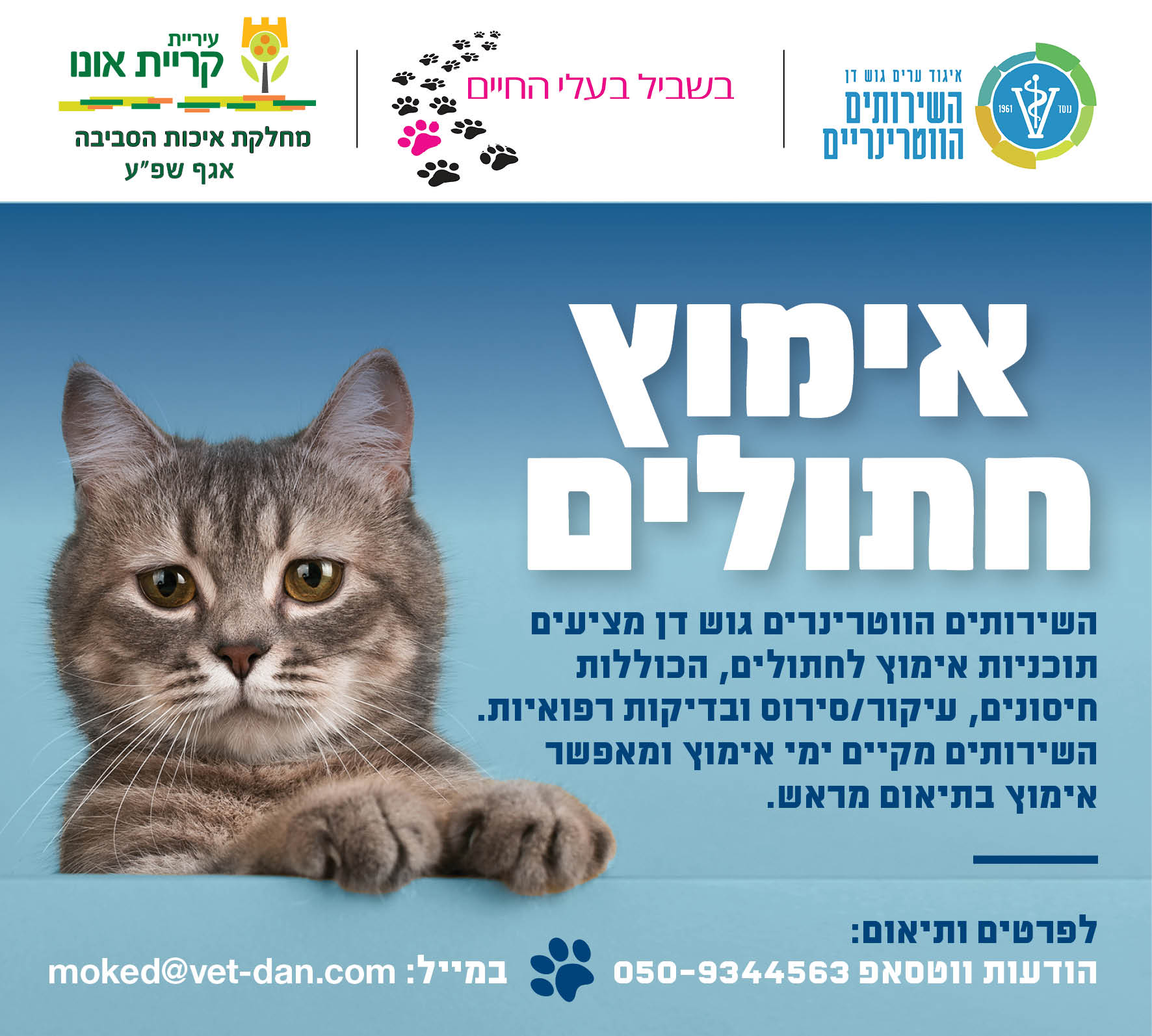פלייר אימוץ חתולים