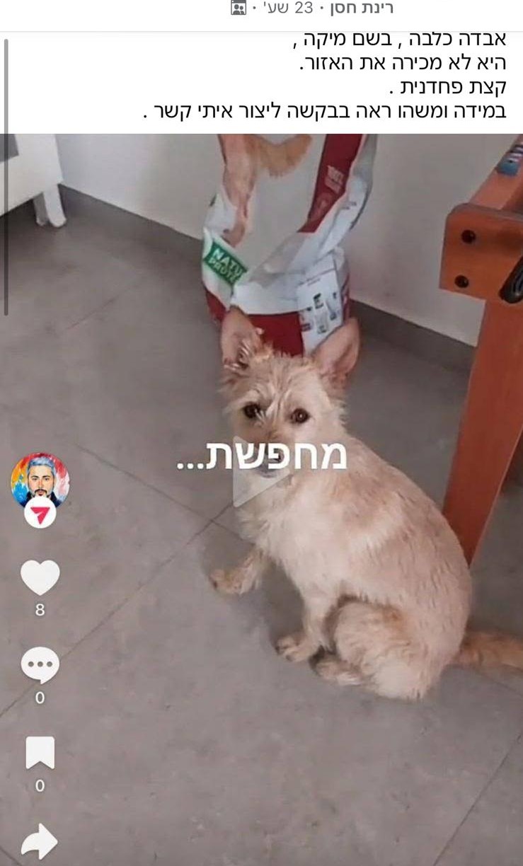 מיקה שבה הביתה סיפור אנושי על כלבה שהלכה לאיבוד ובזכות המוקד העירוני שבה למשפחתה