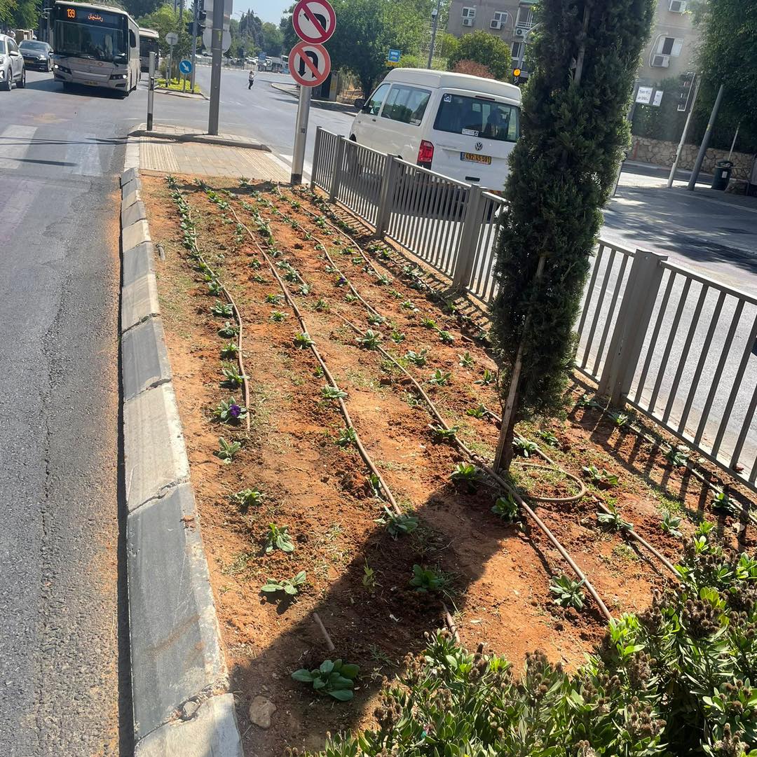 אלפי פרחים נשתלים והעירייה יוצאת למבצע היערכות מקיף