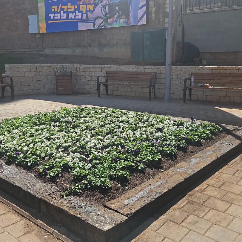 אלפי פרחים נשתלים והעירייה יוצאת למבצע היערכות מקיף